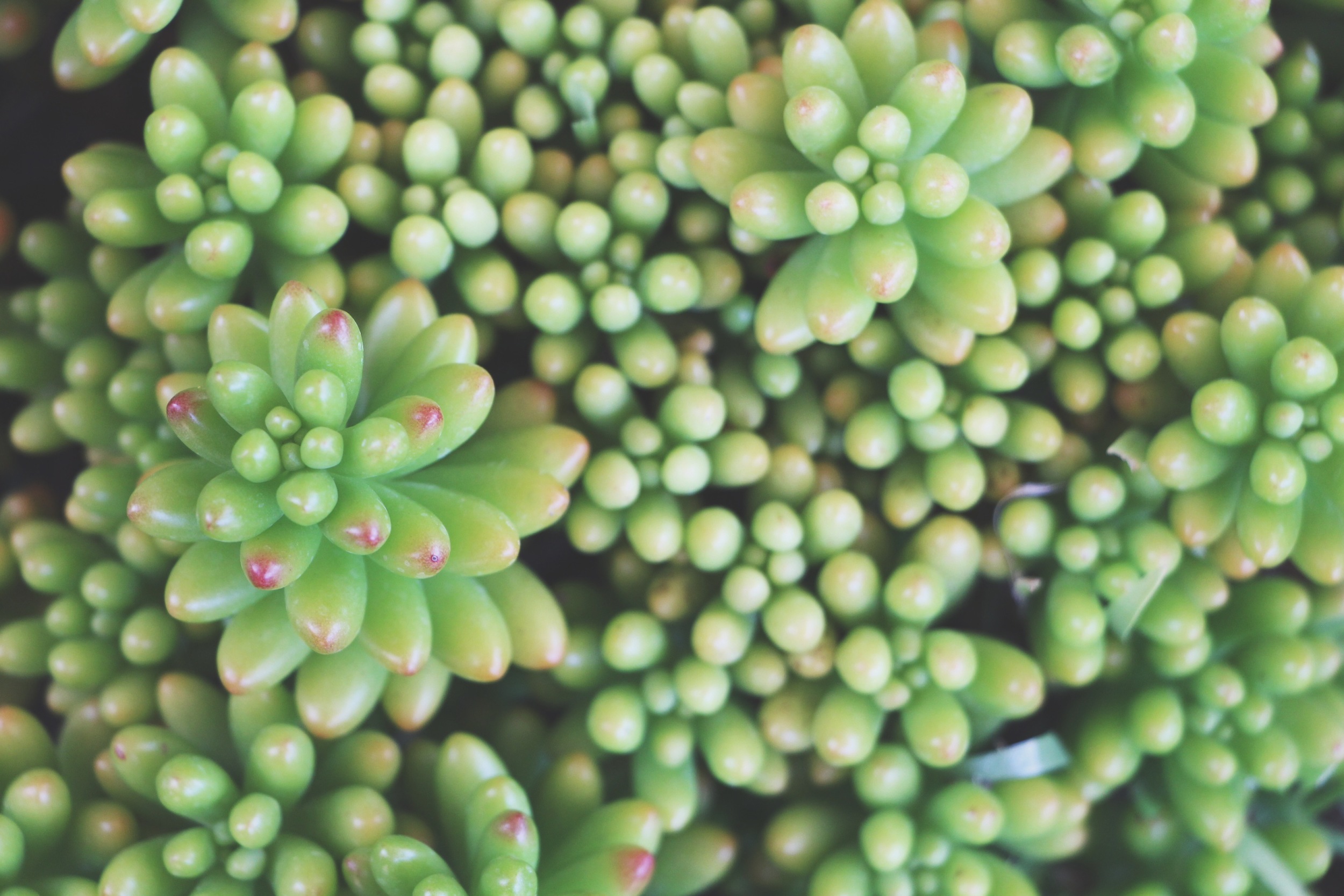 sedum rubrotinctum or jelly bean succulents via needles + leaves
